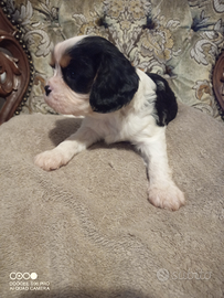 Cuccioli di cane razza cavalier king