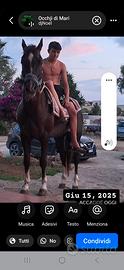 Cavallo da sella