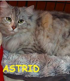 Astrid micia a pelo lungo 18 mesi