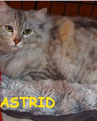 Astrid micia a pelo lungo 18 mesi