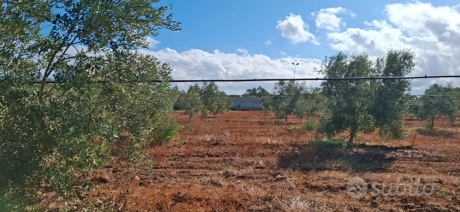 Terreno agricolo - Vista 3