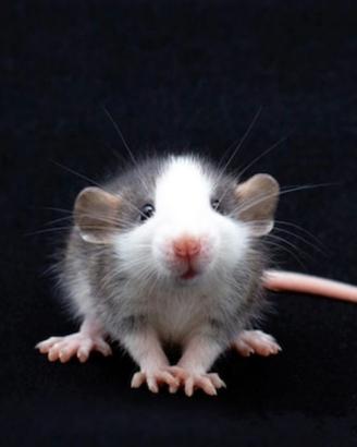 Ratti dumbo allevati a mano