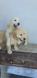 Golden Retriever con pedigree ENCI