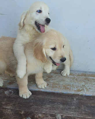 Golden Retriever con pedigree ENCI