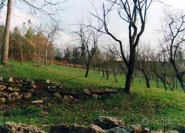 Terreno Agricolo 2850 mq Fronte Strada