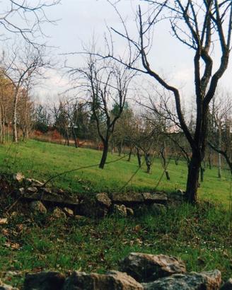 Terreno Agricolo 2850 mq Fronte Strada