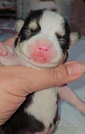 Chihuahua da Allevamento toy