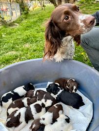 Cuccioli Springer Spaniel