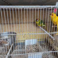 pappagalli kakkariki coppia con gabbia