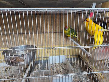 pappagalli kakkariki coppia con gabbia