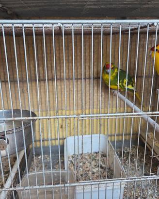 pappagalli kakkariki coppia con gabbia