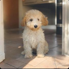 Cuccioli di barboncino