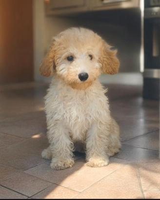 Cuccioli di barboncino