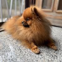 Spitz nano orange pedigree disponibile per monta