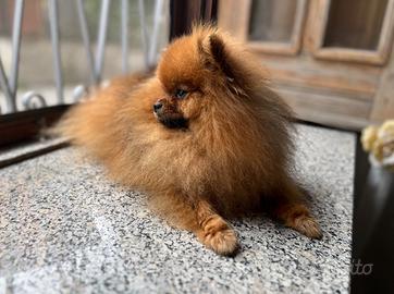 Spitz nano orange pedigree disponibile per monta