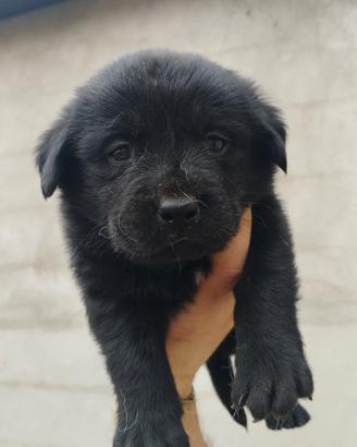 Ultimo Cucciolo Maschio Labrador Nero - Pedigre