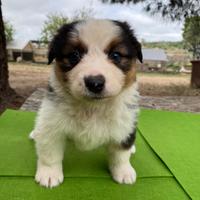 Cuccioli di Pastore australiano