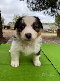 Cuccioli di Pastore australiano