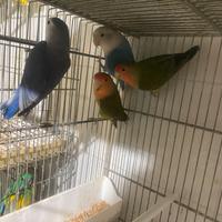 Pappagalli inseparabili