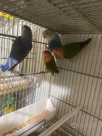 Pappagalli inseparabili