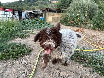 Lagotto romagnolo