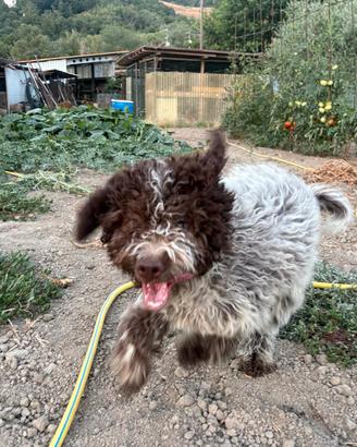 Lagotto romagnolo