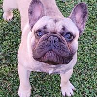 Maschio riproduttore