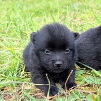 Schipperke