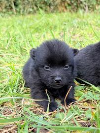 Schipperke