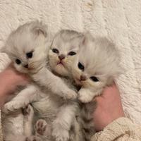 Cuccioli Persiano Chinchillá