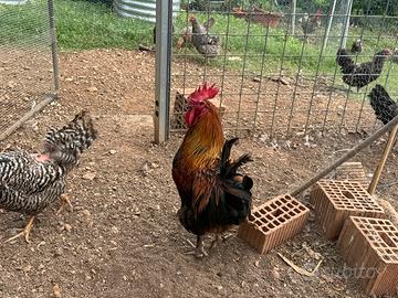 Marans