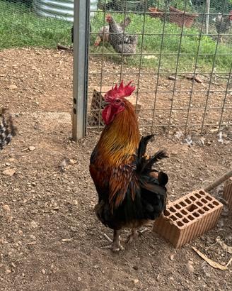 Marans