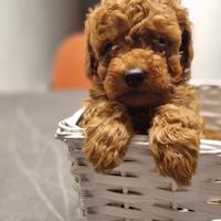 Barboncini toy red con pedigree