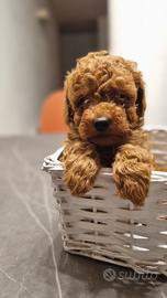 Barboncini toy red con pedigree