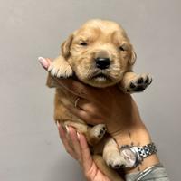 Cuccioli di Golden Retriever Allevamento