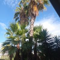 alberi da giardino Washington 