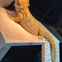 Drago Barbuto/Pogona