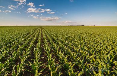 Azienda agricola a seminativo