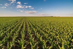 Azienda agricola a seminativo