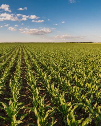Azienda agricola a seminativo