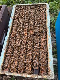 Famiglia di Api da Miele