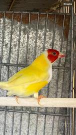 Diamanti di Gould