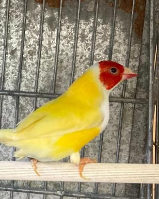 Diamanti di Gould