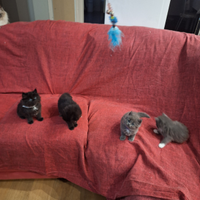 Cuccioli gatti siberiani ipoallergenici