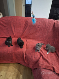 Cuccioli gatti siberiani ipoallergenici