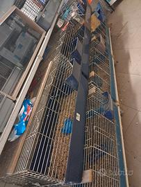 gabbie conigli 80 cm e 100 cm 