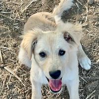 Cucciola di 5 mesi in adozione- taglia piccola