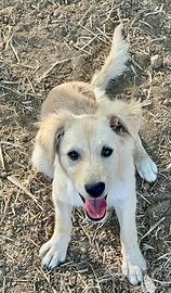 Cucciola di 5 mesi in adozione- taglia piccola