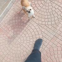 Chihuahua femminuccia