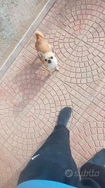 Chihuahua femminuccia